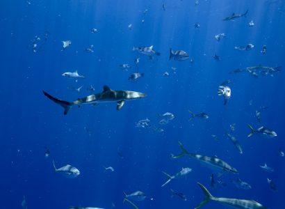 The Importance of the Chagos Archipelago for Pelagic Predators in the Indian Ocean