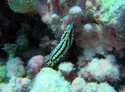 The Conservation Value of Coral Reef Biodiversity for the MPA surrounding the Chagos Archipelago