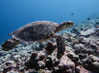 The Ecology of Sea Turtles in the Indian Ocean Region